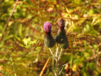 Cirsium vulgare