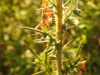 Cirsium vulgare