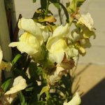 Antirrhinum majus