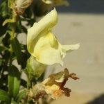 Antirrhinum majus