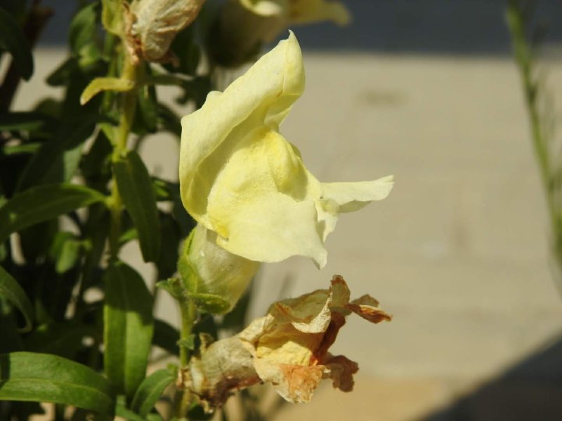 Antirrhinum majus