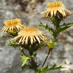 Carlina corymbosa