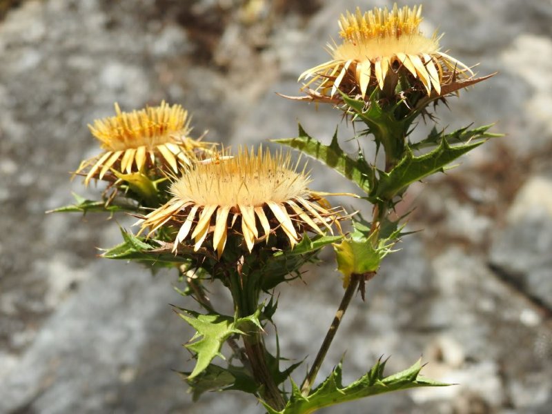 Carlina corymbosa
