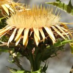 Carlina corymbosa