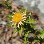 Carlina corymbosa
