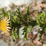 Carlina corymbosa