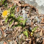 Carlina corymbosa
