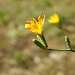 Chondrilla juncea