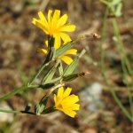 Chondrilla juncea
