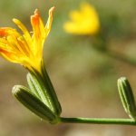 Chondrilla juncea