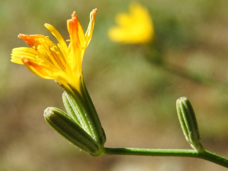 Chondrilla juncea