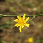 Chondrilla juncea