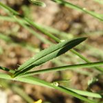 Chondrilla juncea