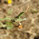 Chondrilla juncea