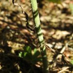 Chondrilla juncea