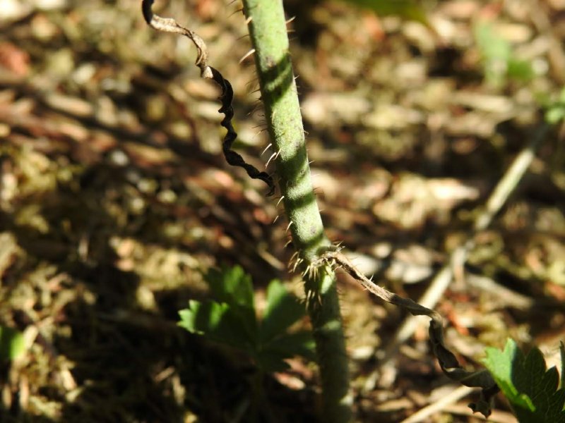 Chondrilla juncea