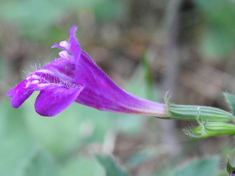 Clinopodium grandiflorum