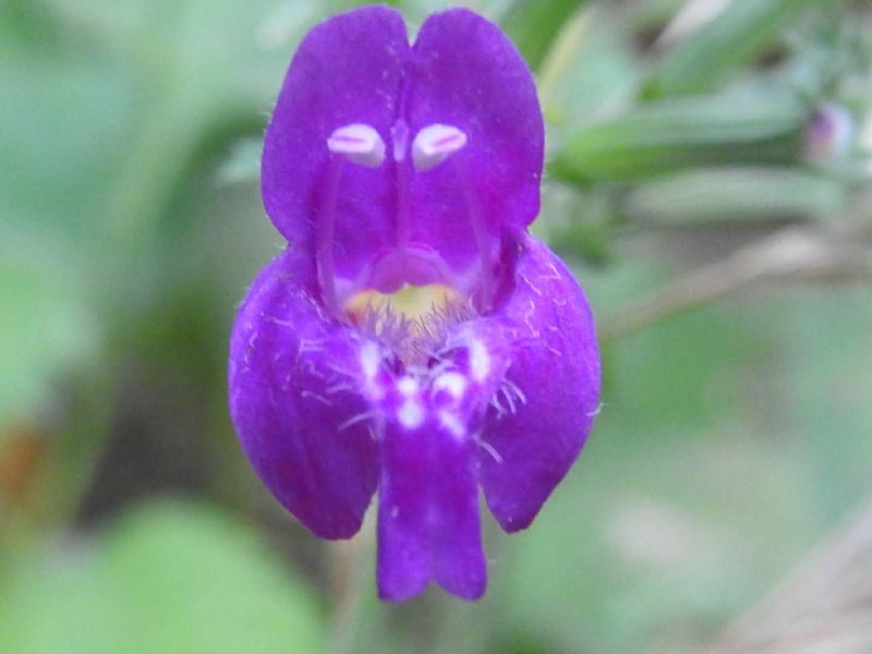 Clinopodium grandiflorum