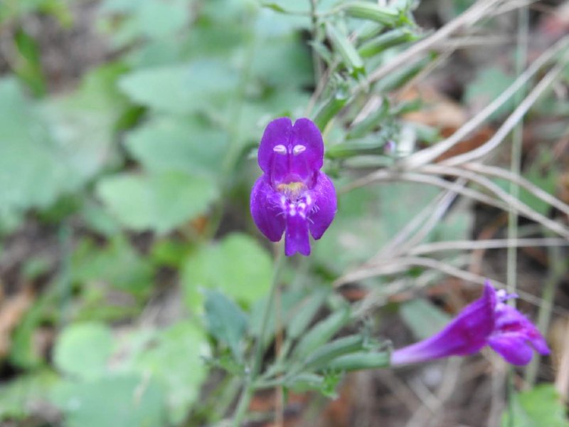 Clinopodium grandiflorum