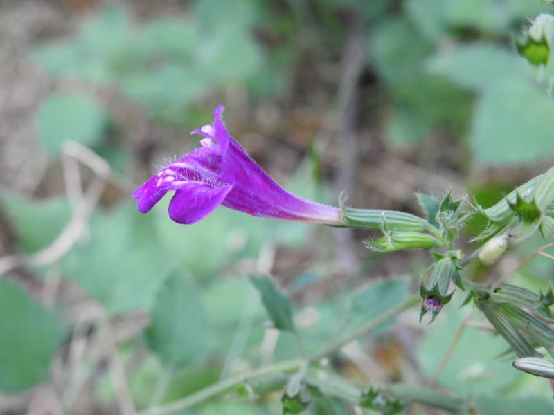 Clinopodium grandiflorum