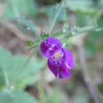 Clinopodium grandiflorum