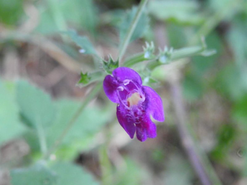 Clinopodium grandiflorum