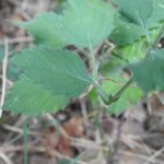 Clinopodium grandiflorum