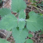 Clinopodium grandiflorum