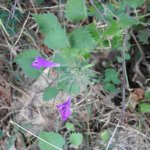 Clinopodium grandiflorum