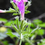 Clinopodium grandiflorum