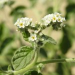 Heliotropium europaeum
