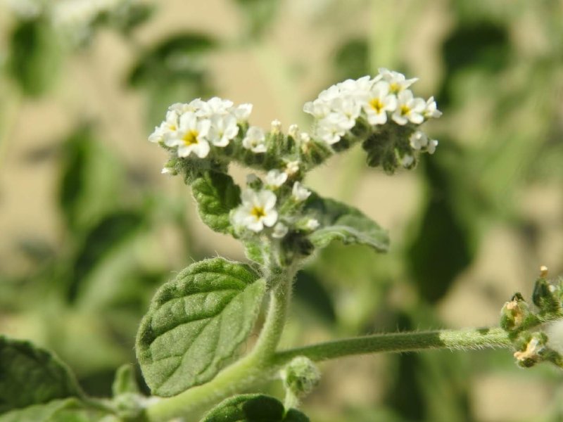 Heliotropium europaeum