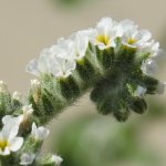 Heliotropium europaeum