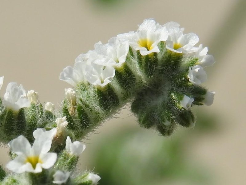 Heliotropium europaeum
