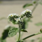 Heliotropium europaeum