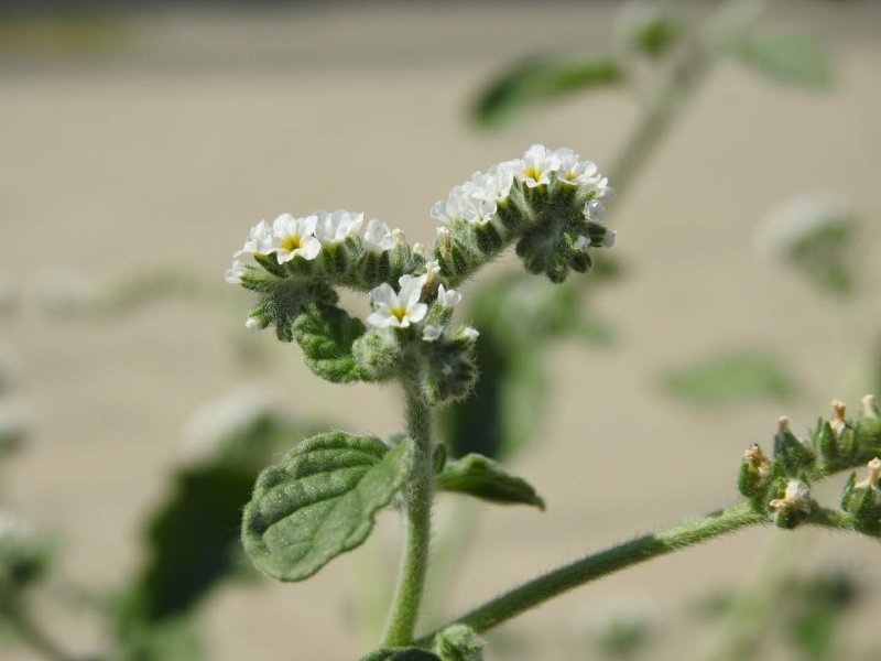 Heliotropium europaeum