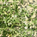 Heliotropium europaeum