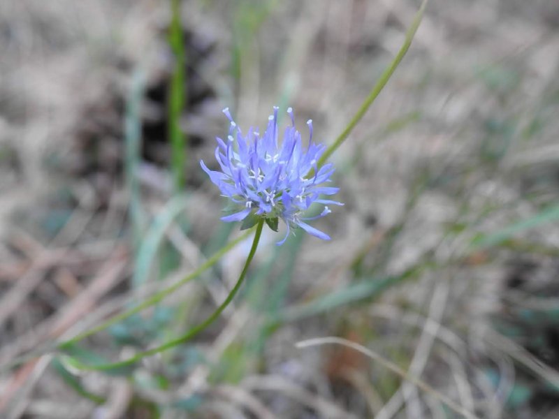 Jasione montana