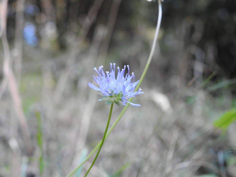 Jasione montana