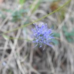 Jasione montana