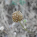 Jasione montana