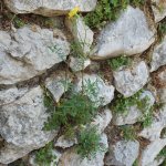 Mycelis muralis