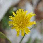 Mycelis muralis