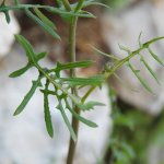 Mycelis muralis