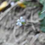 Petrorhagia saxifraga