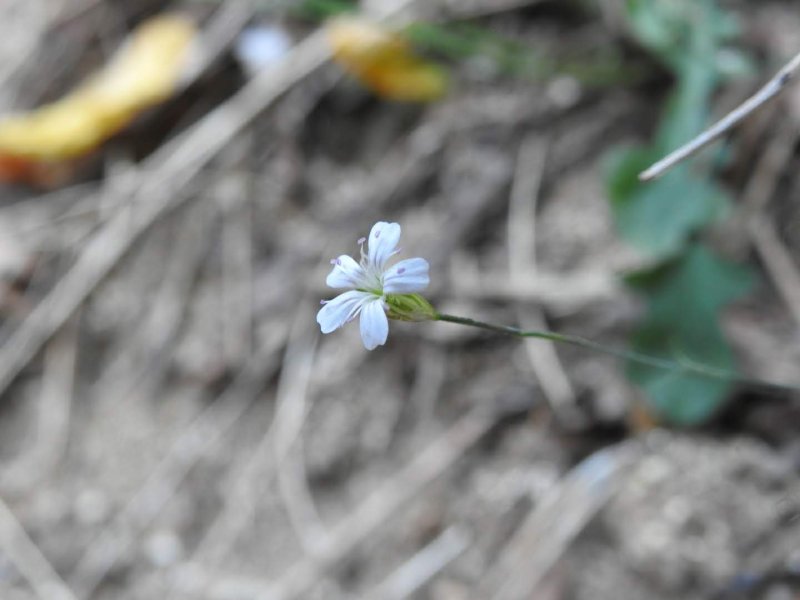 Petrorhagia saxifraga