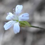Petrorhagia saxifraga