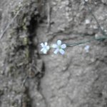 Petrorhagia saxifraga
