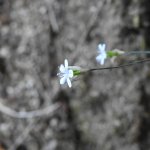 Petrorhagia saxifraga