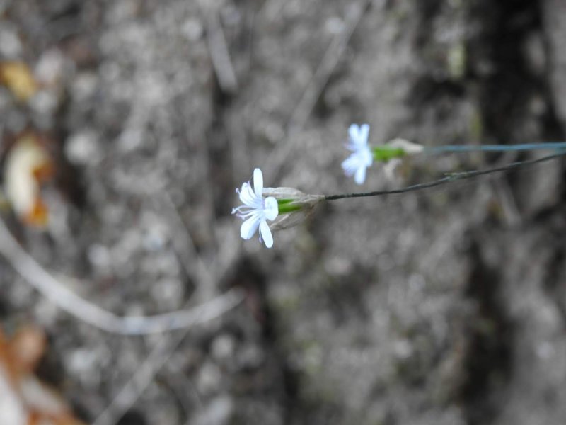 Petrorhagia saxifraga